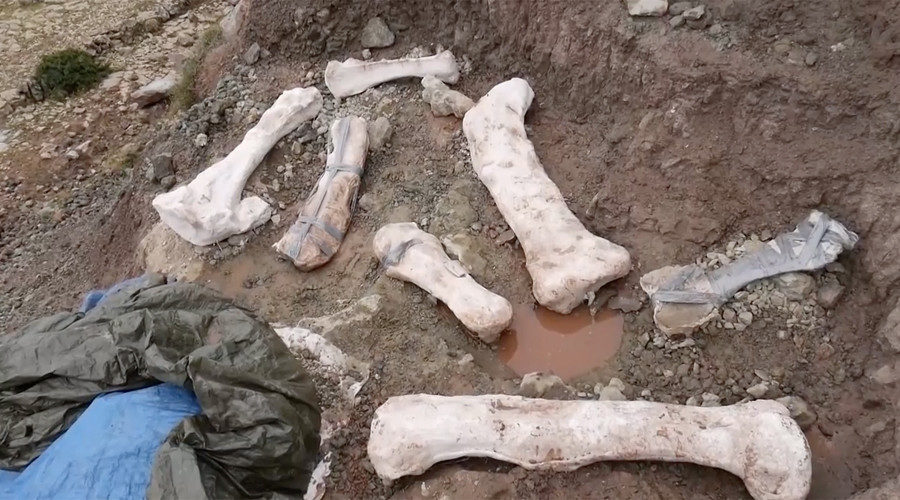 Sauropod bones