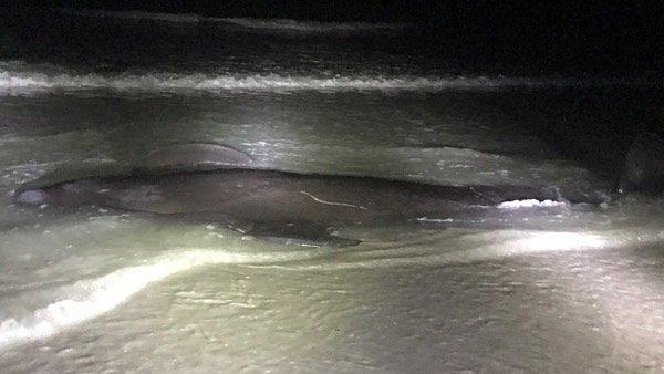 Dead pilot whale