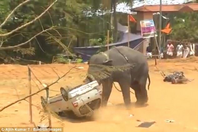 The angry animal flipped a car across the grounds and mowed over motorcycles in rage