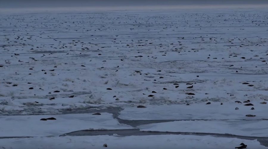 Click to enlarge harp seals pechora sea