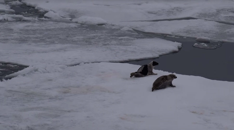 Click to enlarge harp seals pechora sea
