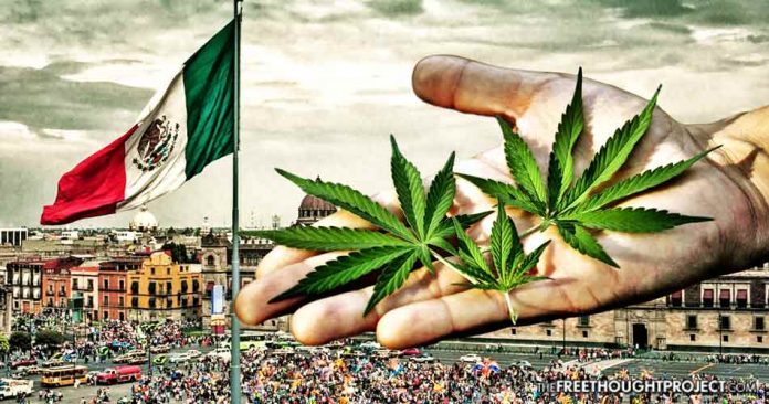 medical marijuana mexico