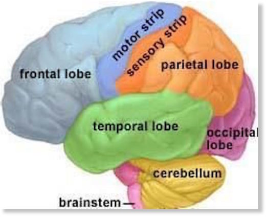 frontal lobe