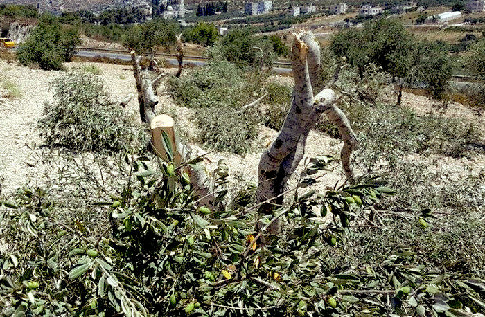 Olive trees