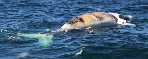 Click to enlarge There is no indication yet of the cause of death for the whales.