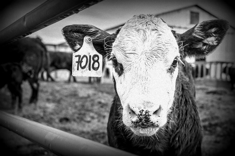 tagged cow