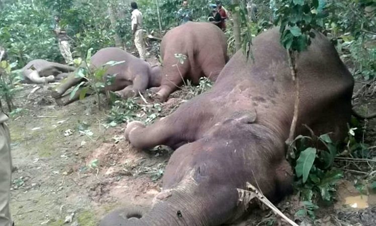 dead elephants