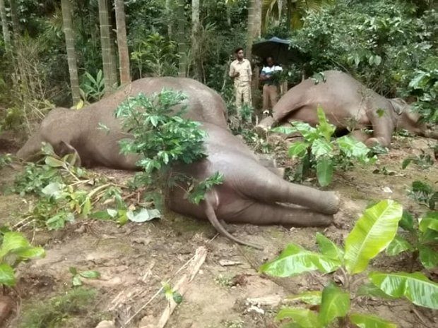 dead elephants