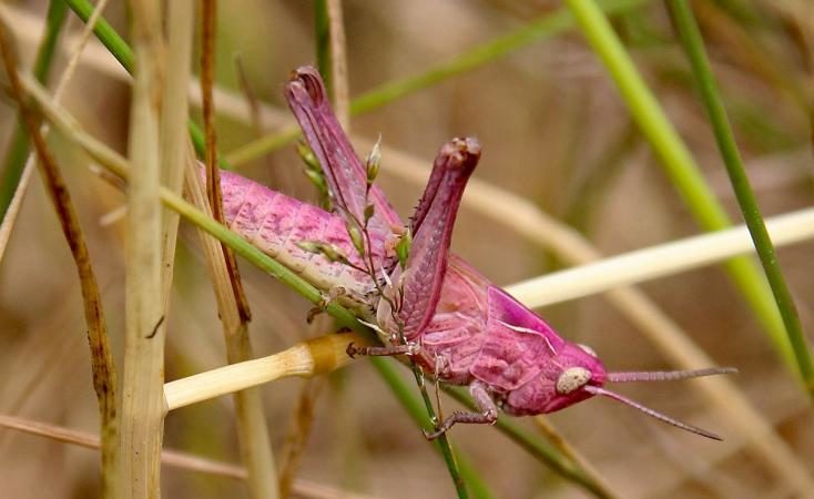 Pink grasshopper