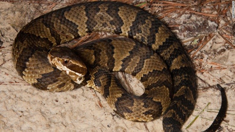 Eastern Cottonmouth