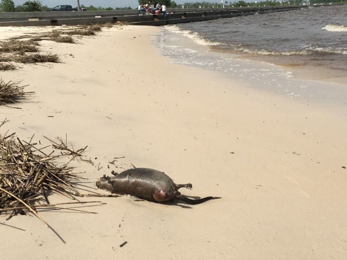 Officials with the county road department estimate there are around 300 dead rodents on the beach