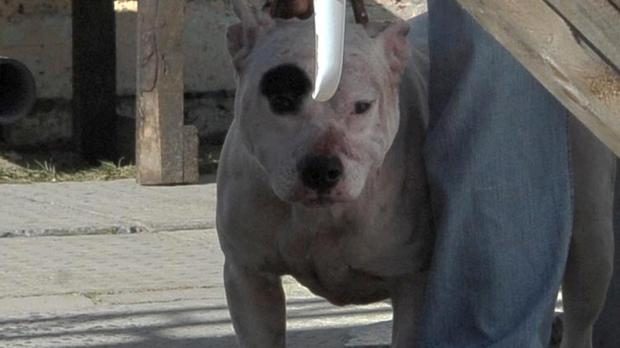 Two pit bulls killed a man delivering newspapers in Kalksteenfontein.