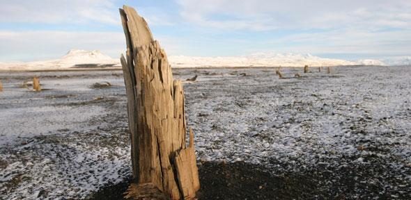 Katla volcano tree rings