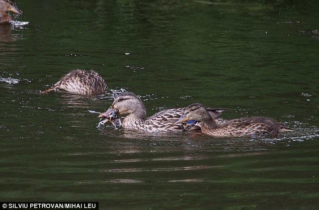 Researchers have captured images of mallard ducks attacking and eating small birds – a behaviour that has never been seen before