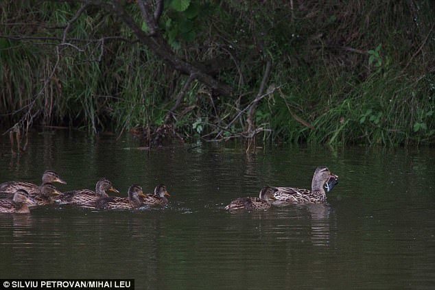 Researchers from the University of Cambridge caught the bizarre behaviour on camera, while filming mallard ducks on a reservoir in Romania