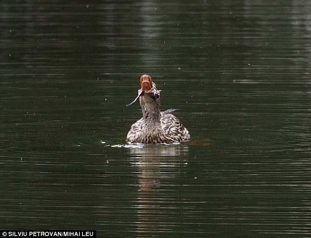 While this is the first time that ducks have been seen eating other birds, it isn't the first time they've been spotted eating something unusual.