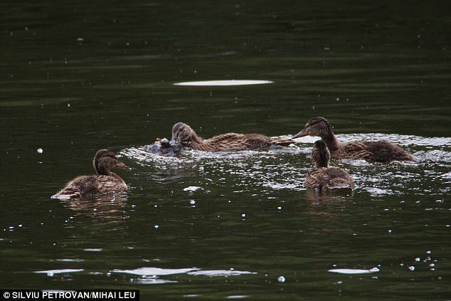 The researchers believe the ducks may have eaten the birds in the hopes of getting high-energy protein