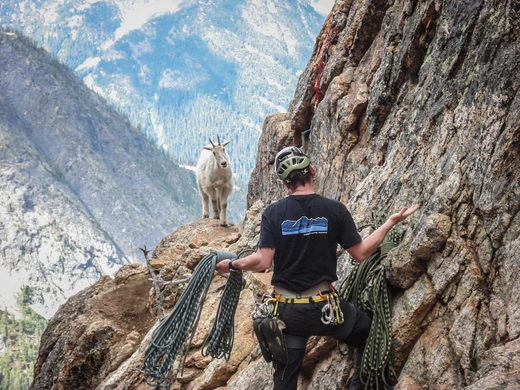 Click to enlarge Mountain goat