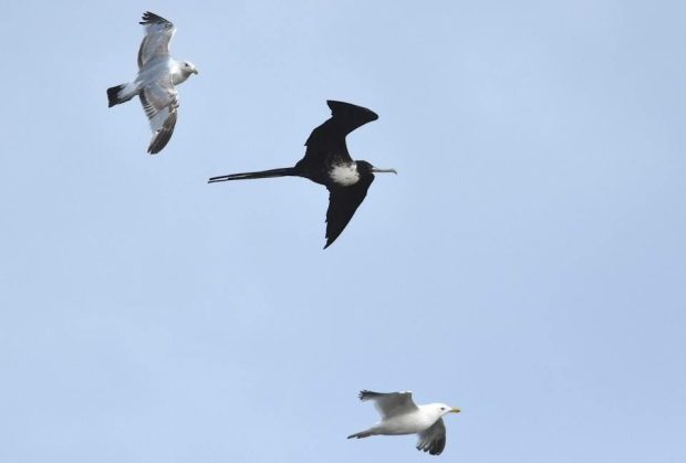 Click to enlarge Several gulls were harassing the magnificent frigatebird, which made a rare visit to Point Pelee on Thursday.