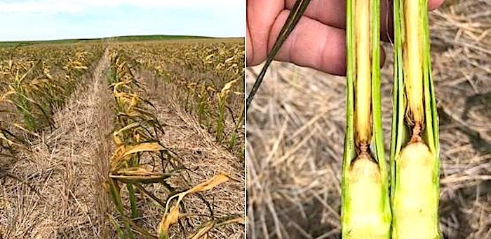 Click to enlarge frozen corn