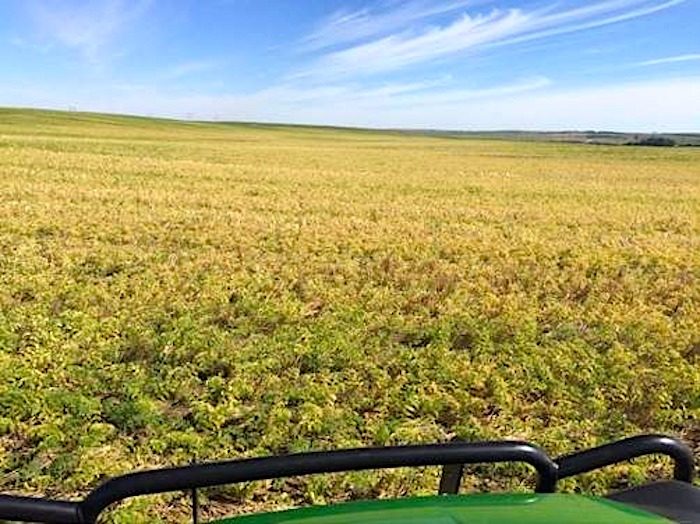 Click to enlarge yellow field