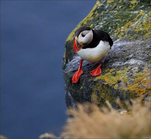 Click to enlarge Fratercula arctica