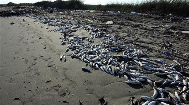 Click to enlarge Thousands of dead fish in Turkey.