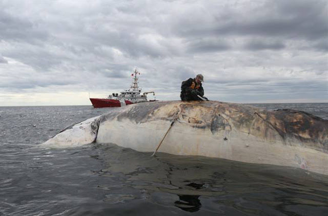 Dr.Pierre-Yves Dumont collects samples from a dead right whale in the Gulf of St.Lawrence in a recent handout photo.