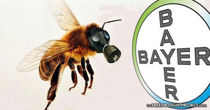 bayer bees