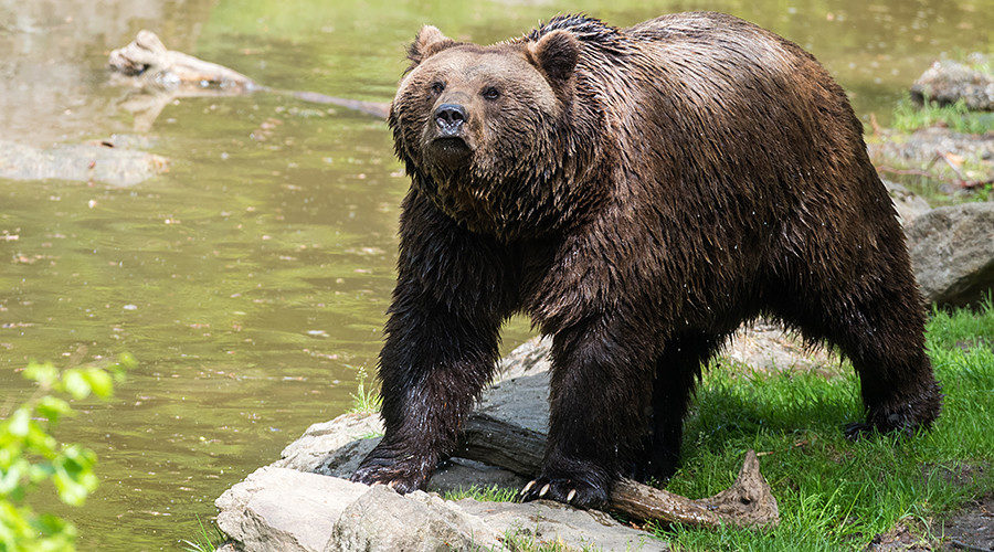 Click to enlarge Brown bear