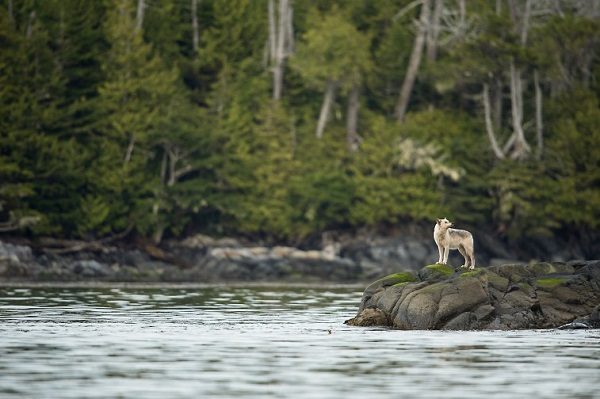 Click to enlarge BC wolf