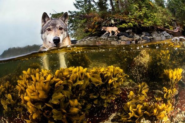 Click to enlarge BC wolf