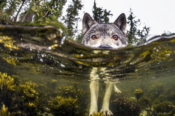 Click to enlarge BC wolf