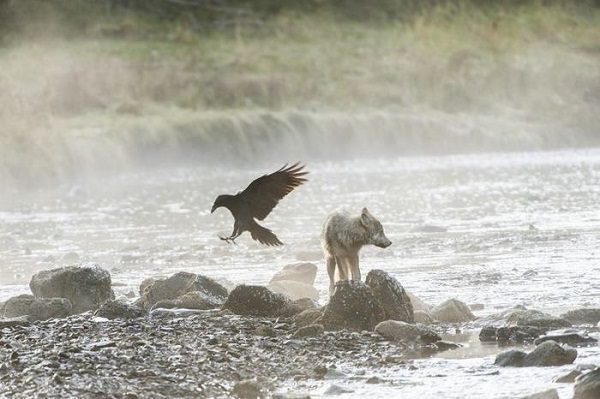 Click to enlarge BC wolf