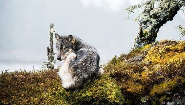 Click to enlarge BC wolf