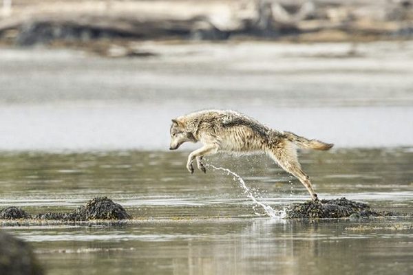 Click to enlarge BC wolf