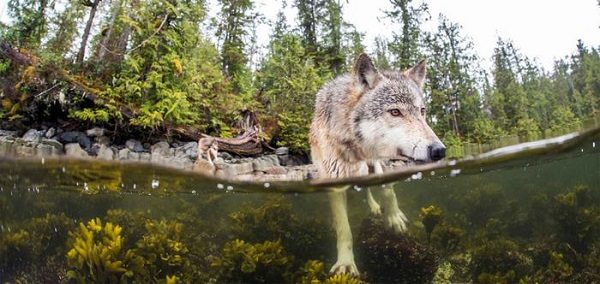 Click to enlarge BC wolf