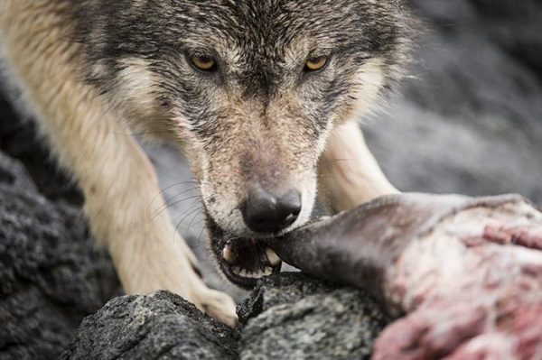 Click to enlarge BC wolf