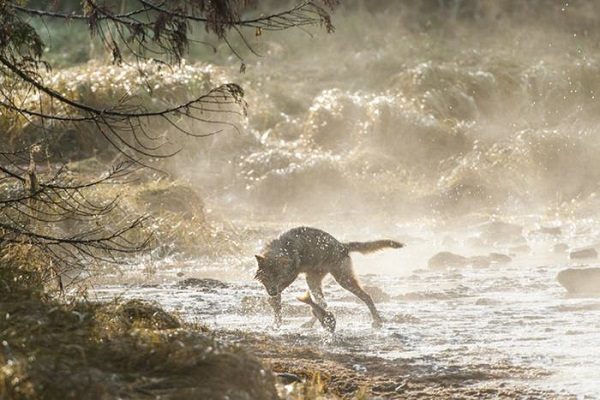 Click to enlarge BC wolf