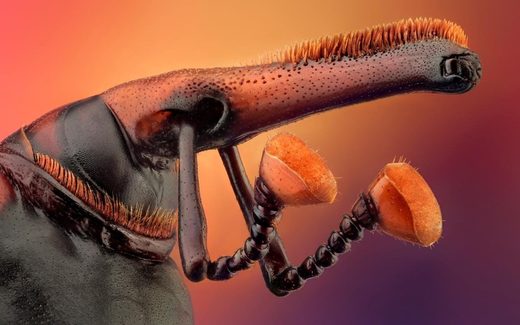 Click to enlarge Rhynchophorus ferrugineus