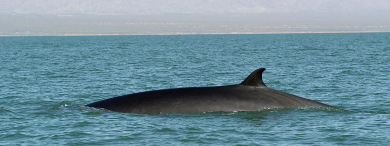 fin whale