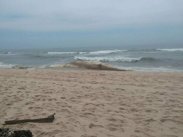 The whale had evidence of shark bites, the Atlantic Marine Conservation Society says