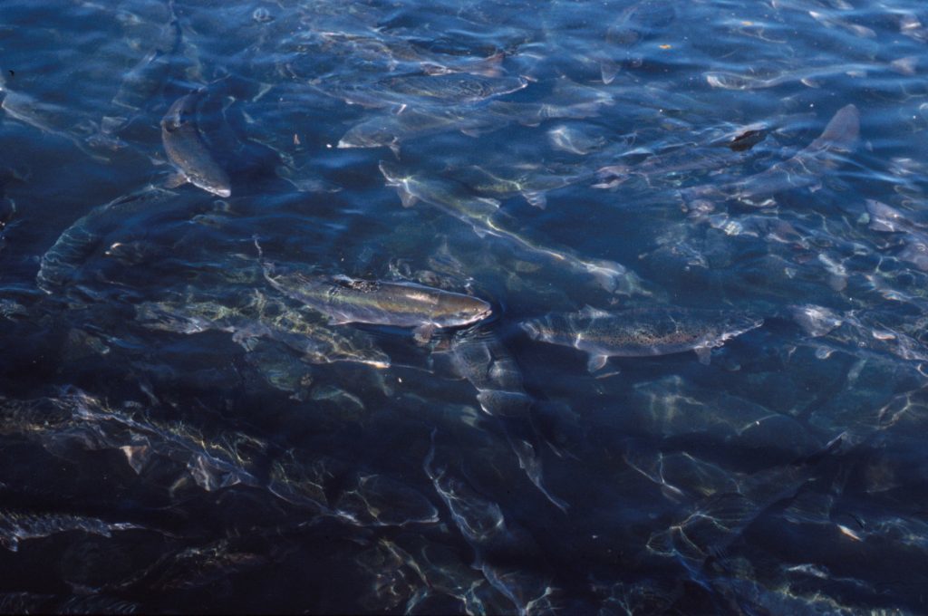 salmon farm