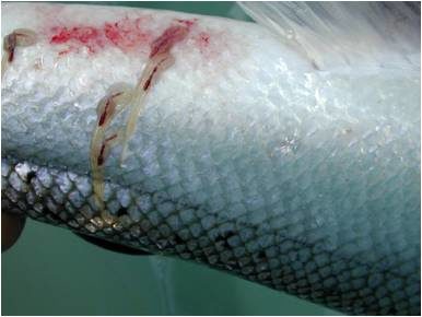 Click to enlarge sea lice on salmon