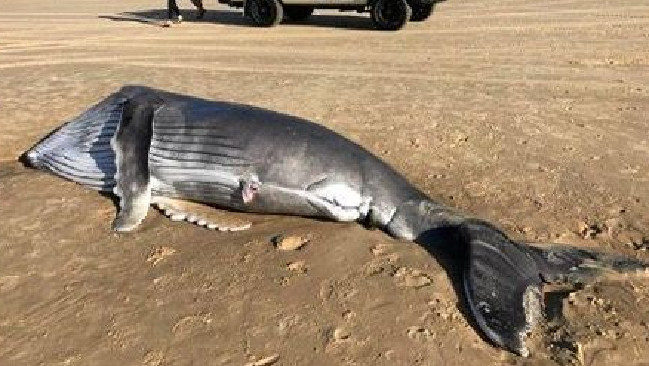 There have been more whale sightings this season than usual.