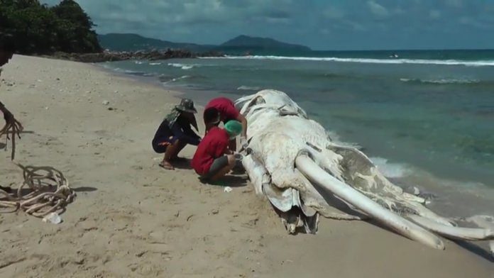 DEAD WHALE