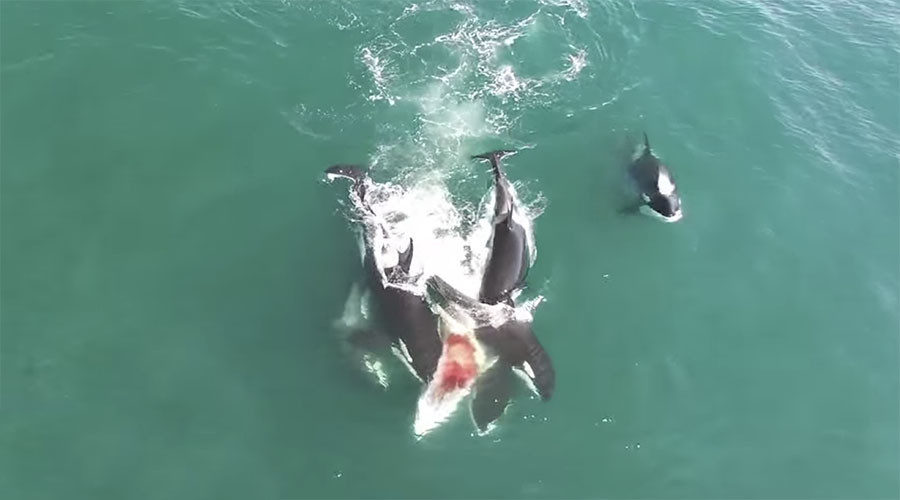 Orcas hunt whale