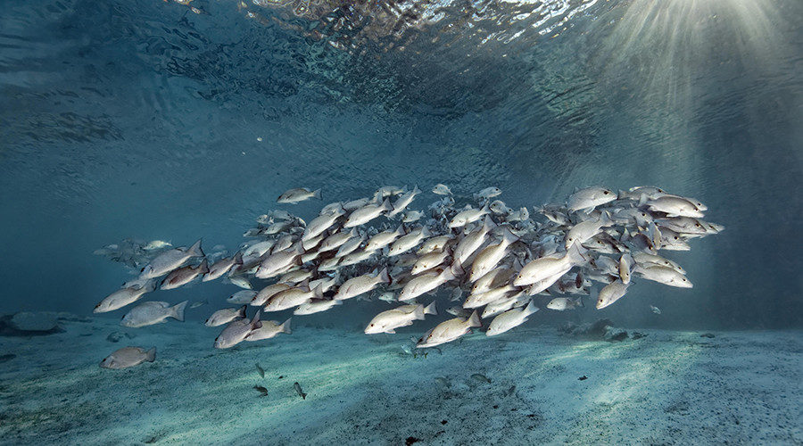Click to enlarge school of fish