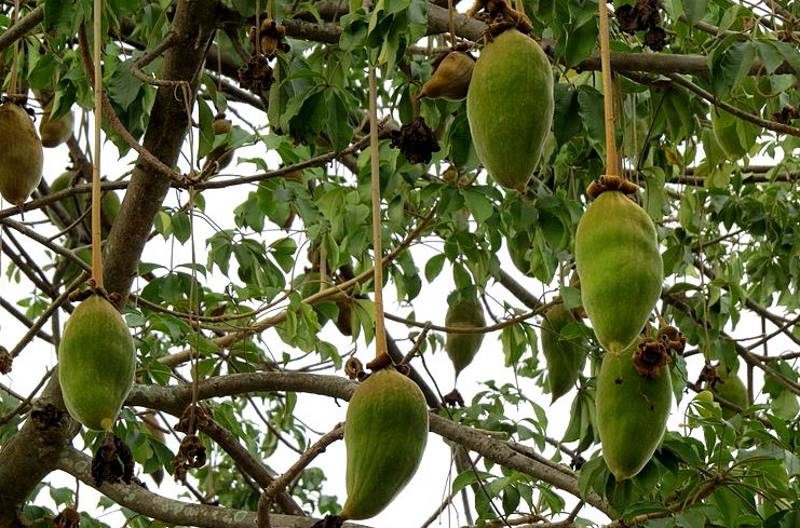 baobab fruit