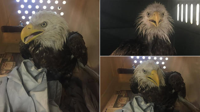 Click to enlarge bald eagle rescue Washington DC